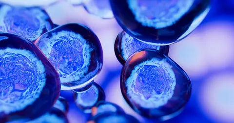 What Are Senescent Cells? And Why You Don’t Want Them!