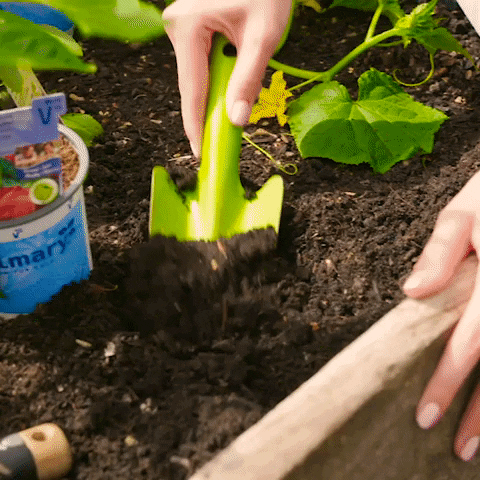 Exploring the Health Benefits of Gardening