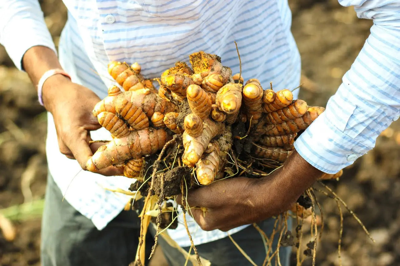 Turmeric Good for Heart: The Benefits of Curcumin