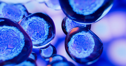 What Are Senescent Cells? And Why You Don’t Want Them!