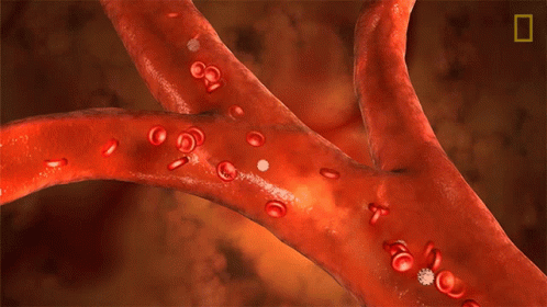 Challenging the Cholesterol Paradigm