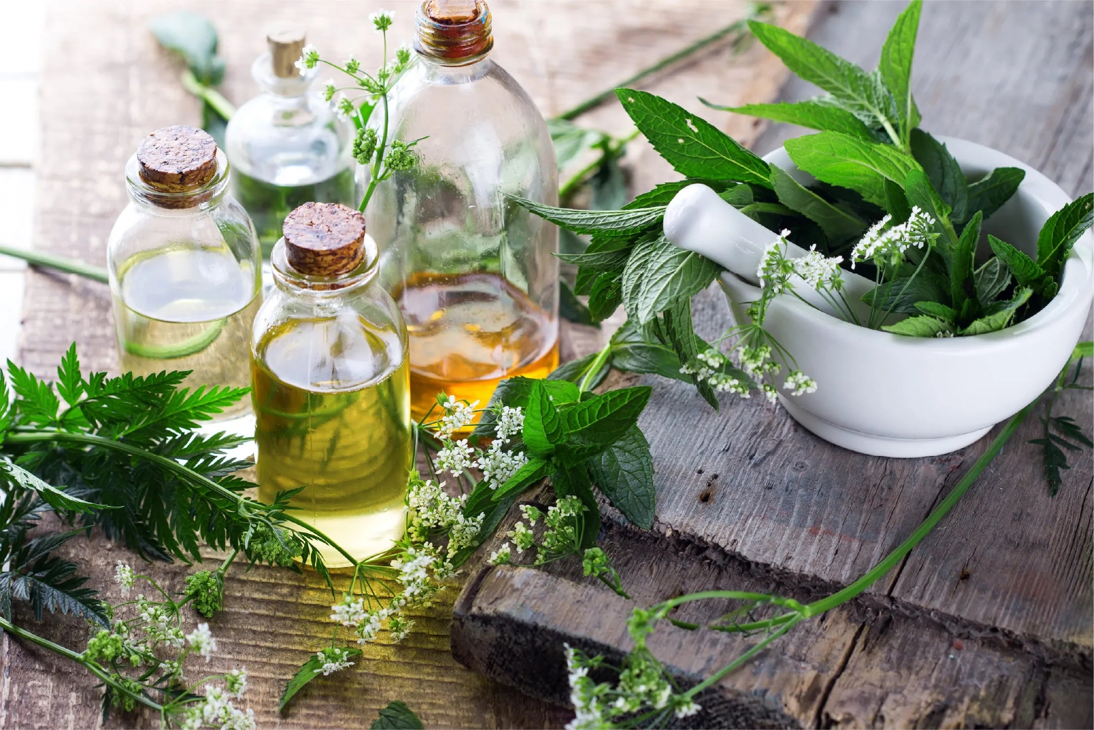"Frankincense -- A Key to Health and Homeostasis?"