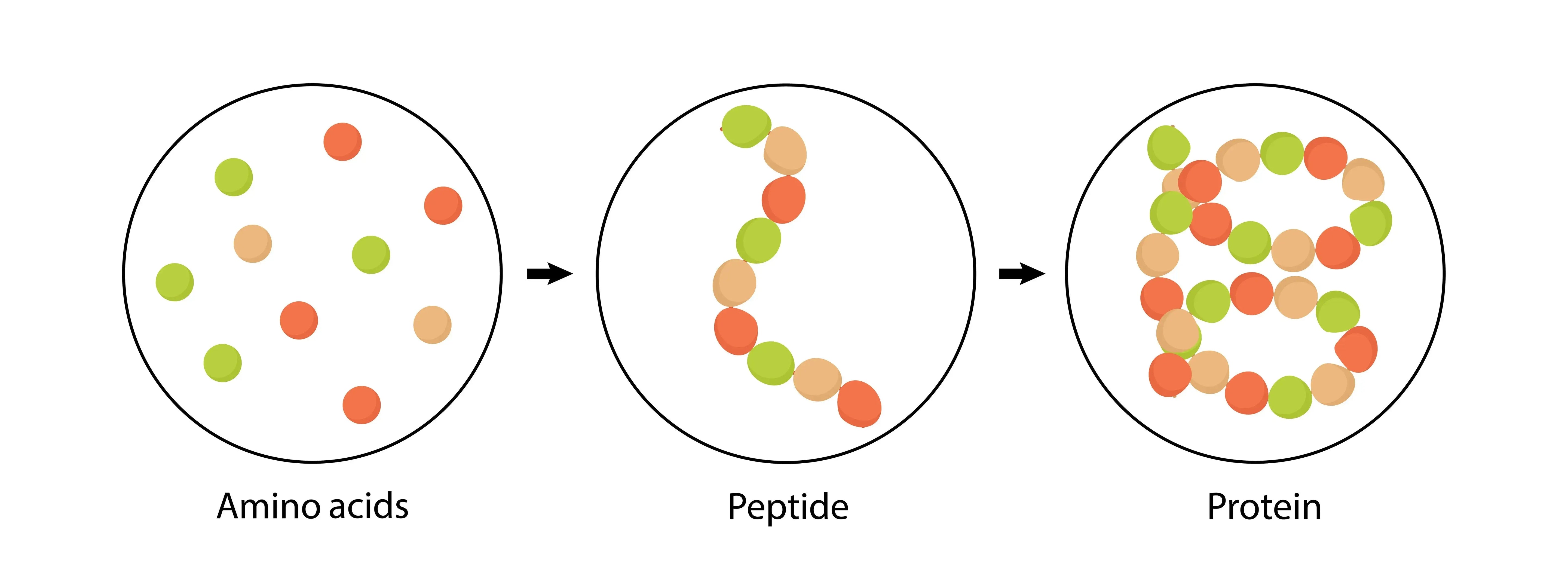 Peptide Therapy: The Unusual Medical Treatment Most People Have Never
