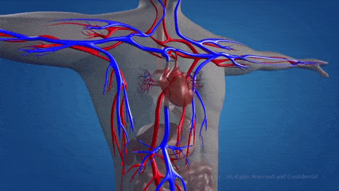 The Role of Curcumin in Cardiovascular Health