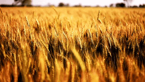 Unleash the Power: Discover Fermented Wheat Germ's Benefits