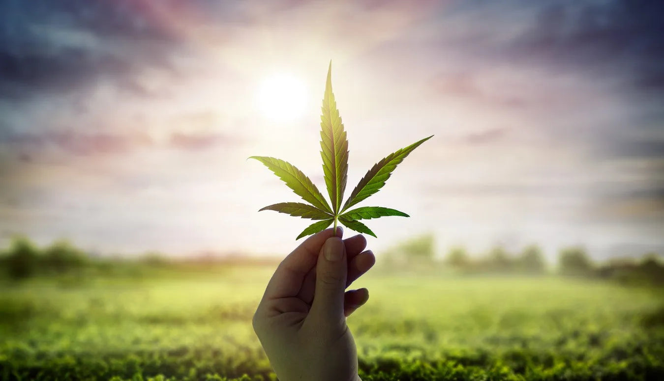 Cannabinoids: Do you need them and what you should know?