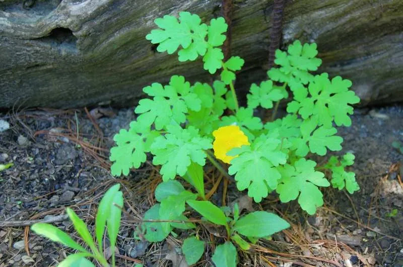 A Popular Herb to Boost Your Immune, Digestive, and Heart Health